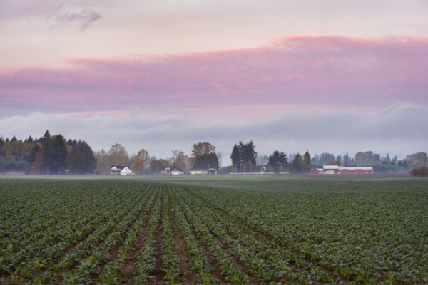 Green field in fog at dawn