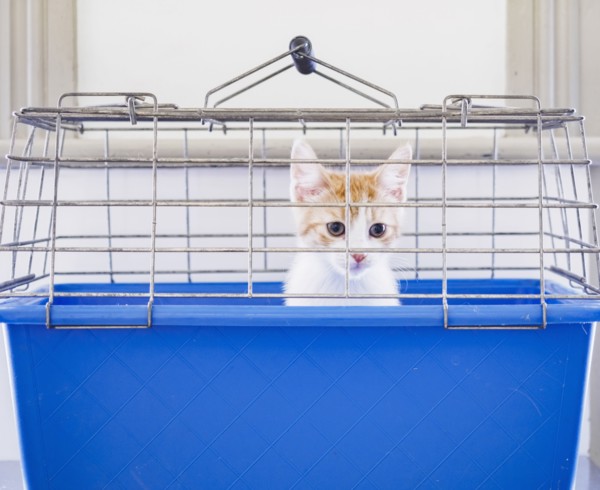 Portrait of kitten in cage