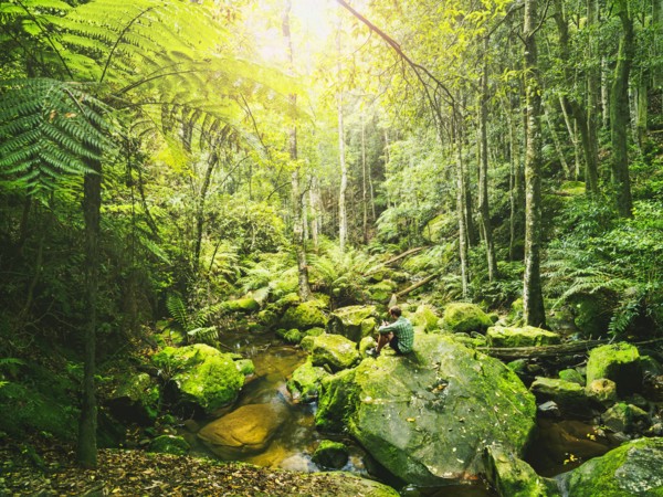 Mid adult man sitting on rock in green forest