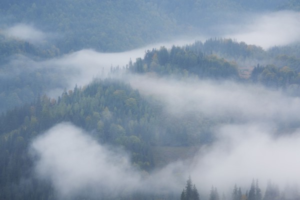 Landscape with forest in fog