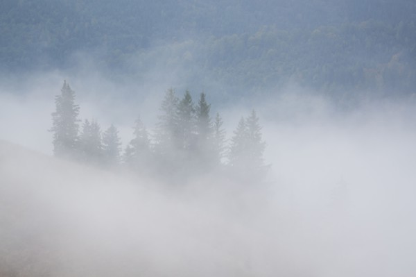 Landscape with forest in fog
