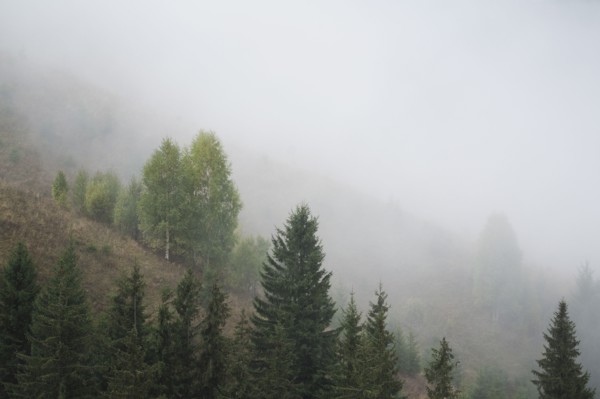 Landscape with forest in fog