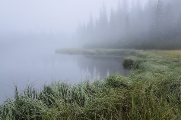 Forest Lake and trees in fog