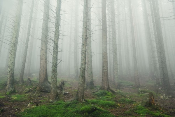 Forest trees in fog