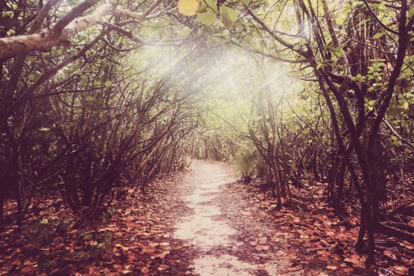 Footpath in forest
