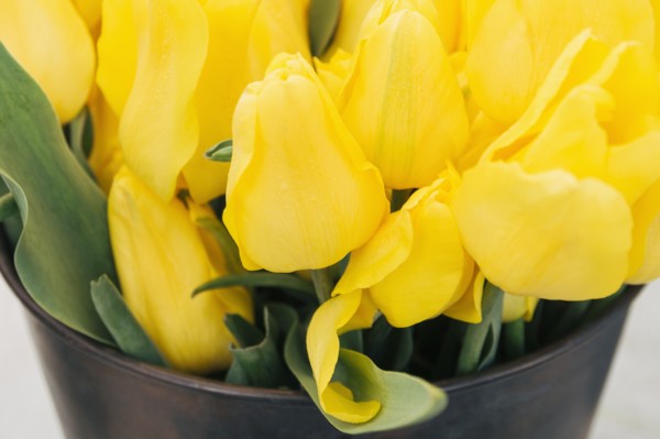 Yellow tulips in bucket
