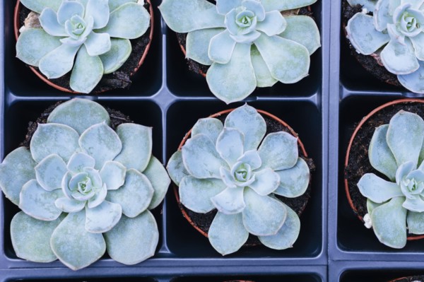 Plants in flower pots