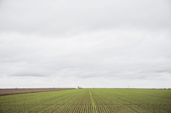 Field in spring