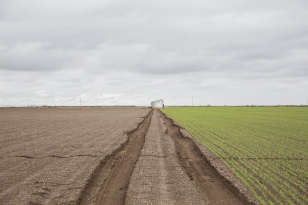 Tire tracks in field