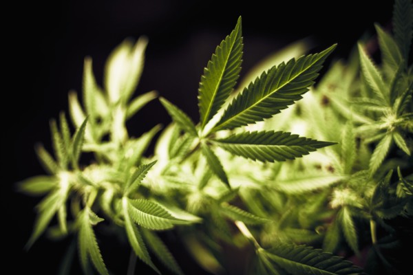 Close-up of marijuana plant