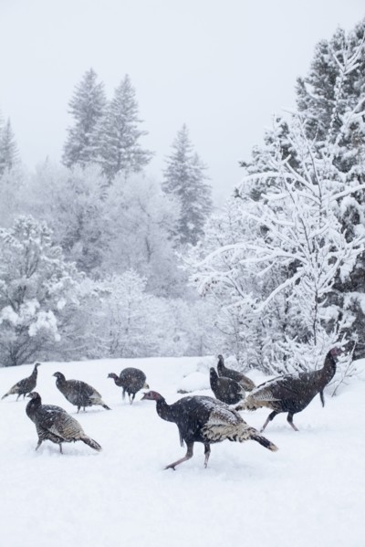 Colorado, Group of gobblers hunting in snow