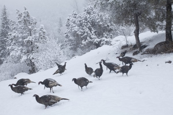 Colorado, Group of gobblers hunting in snow