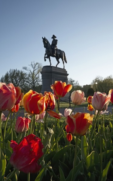 Massachusetts, Boston, Low angle view of Statue of George Washington and tulips in Boston Public Garden
