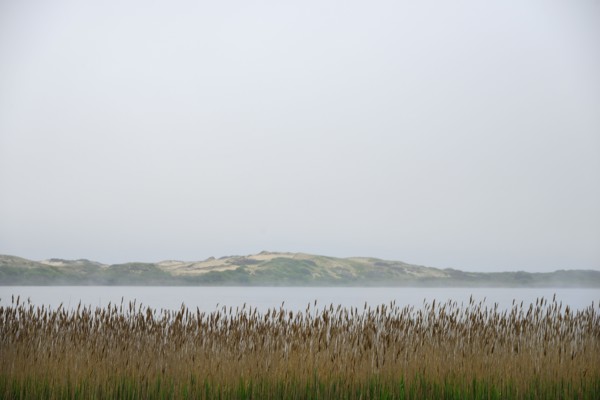 Massachusetts, Cape Cod, Truro, Foggy seascape with reeds