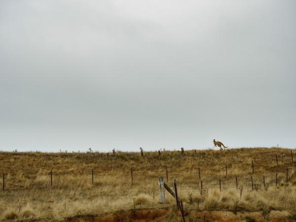 Australia, Rural landscape with kangaroo hopping in grass