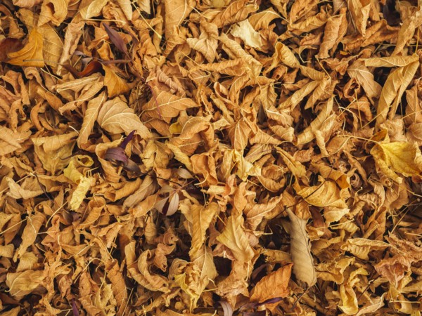 Overhead view of autumn leaves