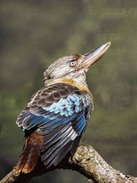 Blue-winged kookaburra (Dacelo leachii) perching on branch