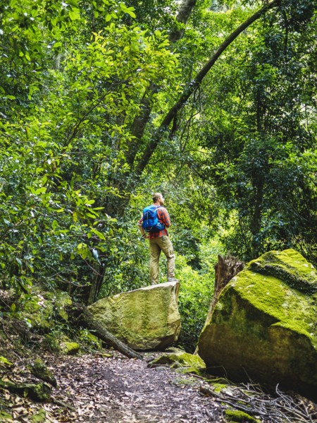 Australia, New South Wales, Katoomba, Rear view of mid adult man standing on rock in forest