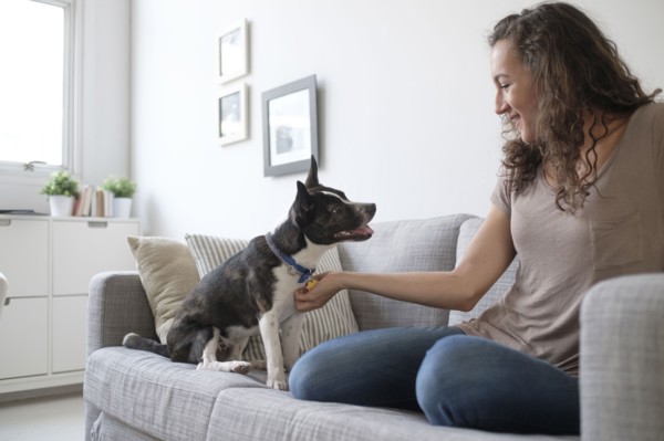 Young woman playing with dog on sofa.