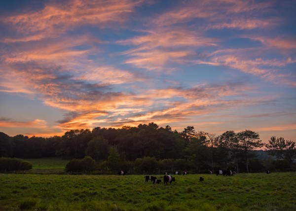 USA, Maine, Rockport, Cows grazing in pasture at sunset