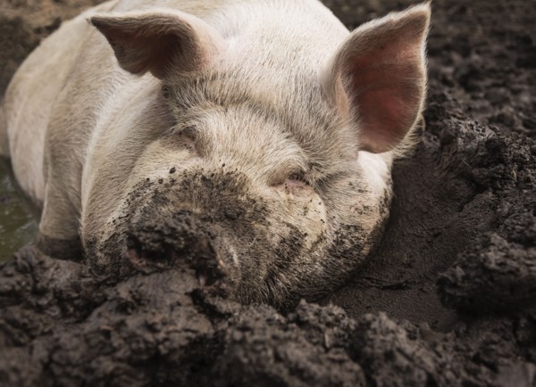 USA, Maine, Knox, Pig lying in mud