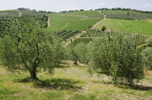 Italy, Tuscany, Pienza, Landscape with olive trees