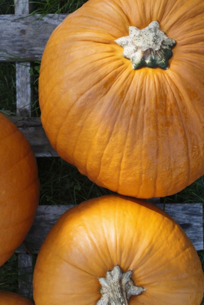 Pumpkins on wooden plank