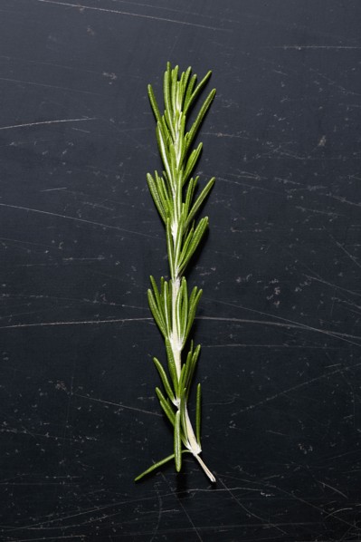 Green and fresh rosemary