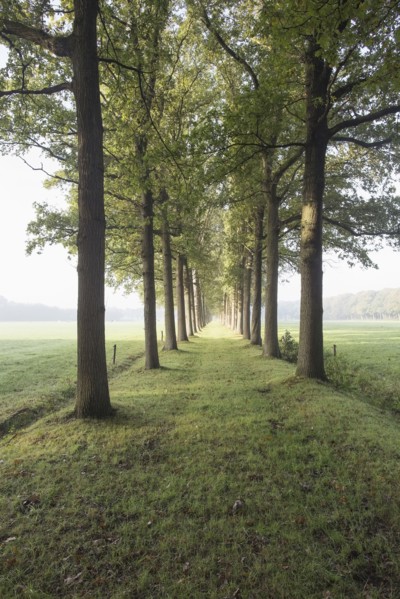 Netherlands, Green path with trees