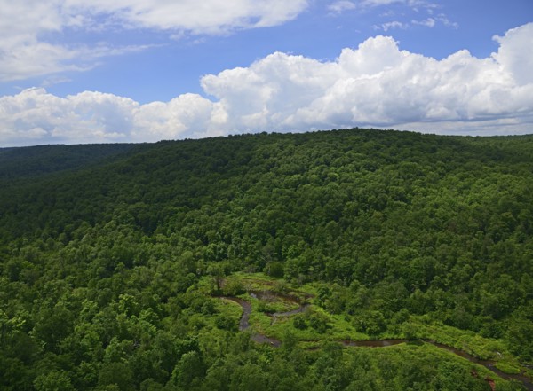 USA, Pennsylvania, Allegheny National Forest with narrow stream
