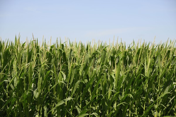 USA, Iowa, Cornfield along Route 30 in close-up