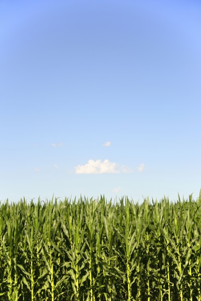 USA, Nebraska, Corn growing along Route 20