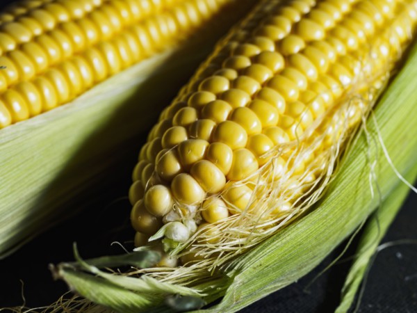 Close up of corn