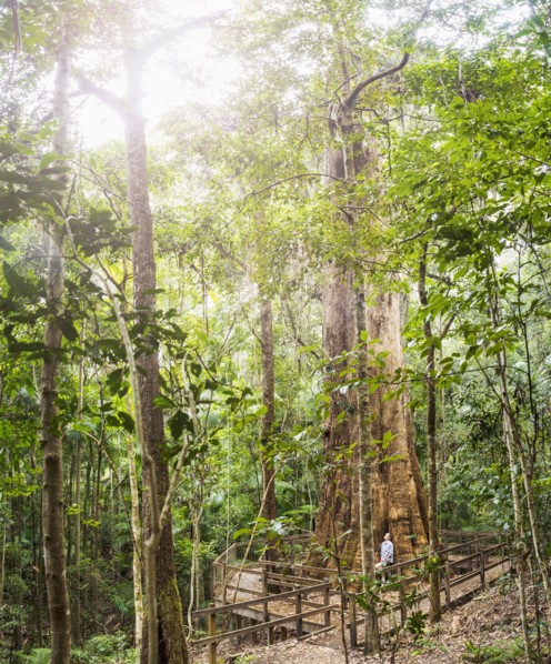 Australia, New South Wales, Port Macquarie, Mature woman in forest
