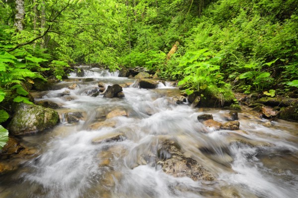 Ukraine, Zakarpattia, Rakhiv district, Carpathians, Stream in forest