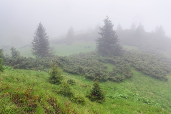 Ukraine, Zakarpattia, Rakhiv district, Carpathians, Maramures, Fog covering evergreen trees