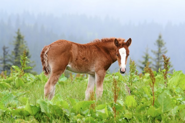 Ukraine, Ivano-Frankivsk region, Verkhovyna district, Carpathians, Chernohora, Young horse in mountain pasture