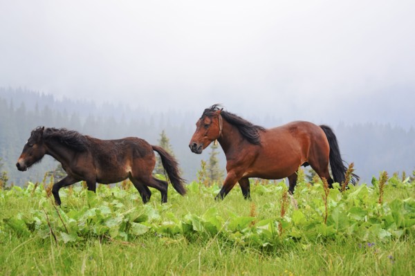 Ukraine, Ivano-Frankivsk region, Verkhovyna district, Carpathians, Chernohora, Horses in mountain pasture