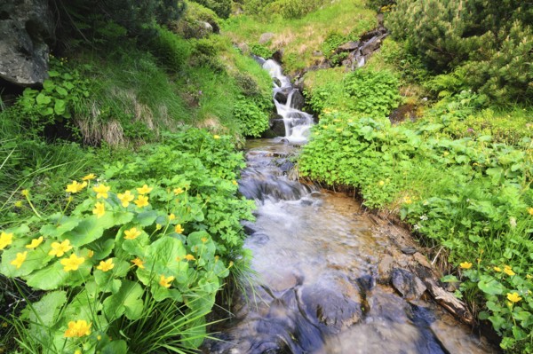 Ukraine, Ivano-Frankivsk region, Verkhovyna district, Carpathians, Dzembronskie waterfalls
