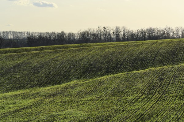 Ukraine, Dnepropetrovsk region, Novomoskovsk district, Green fields