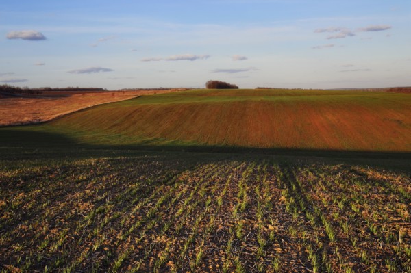 Ukraine, Dnepropetrovsk region, Novomoskovsk district, Plants growing in field