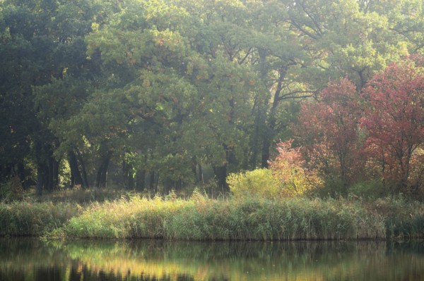 Ukraine, Dnepropetrovsk region, Novomoskovsk district, Lush foliage by lake