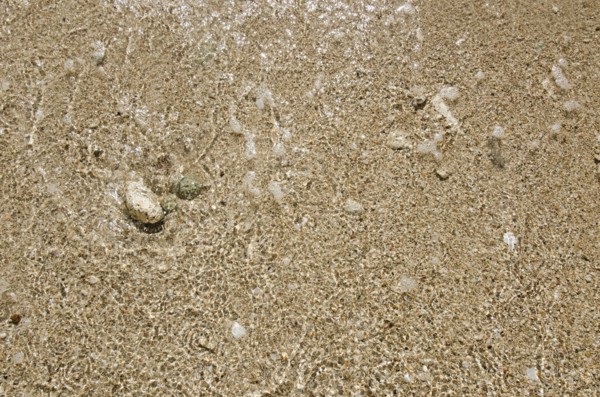 Puerto Rico, Coco Beach, Sand with stones and shells