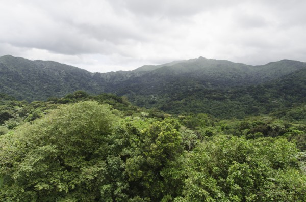 Puerto Rico,  El Yunque National Forest, Green landscape