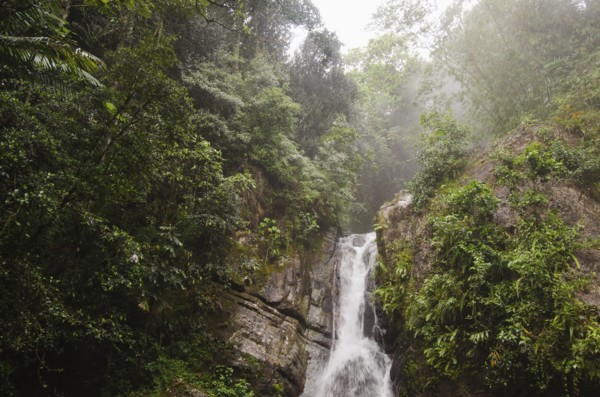 Puerto Rico,  El Yunque National Forest, La Mina Falls in forest
