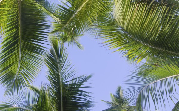 Puerto Rico. Palm leaves against blue sky