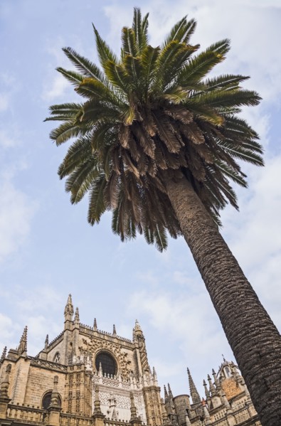 Spain, Seville, Low angle view of palm tree and facade of Cathedral of Seville