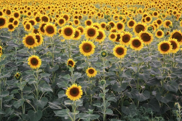 Sunflower field