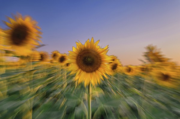 Sunflower field at sunset