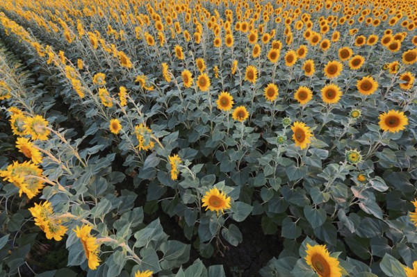 High angle view of sunflower field